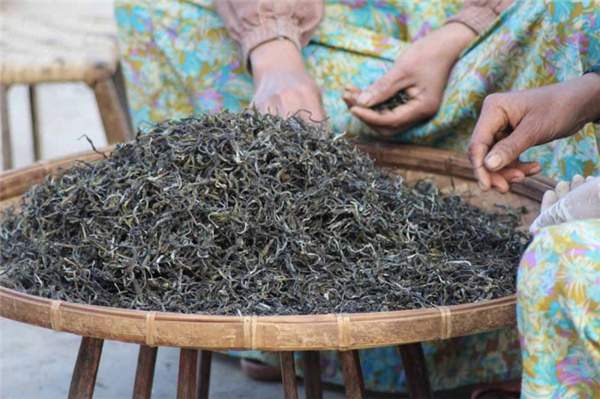 【图解】一段古树普洱茶的成长史