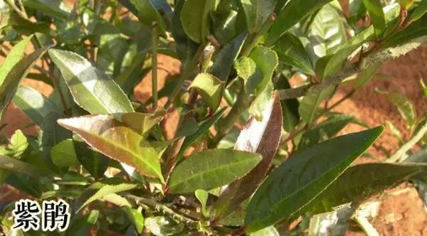 普洱茶树种与生长形态大全