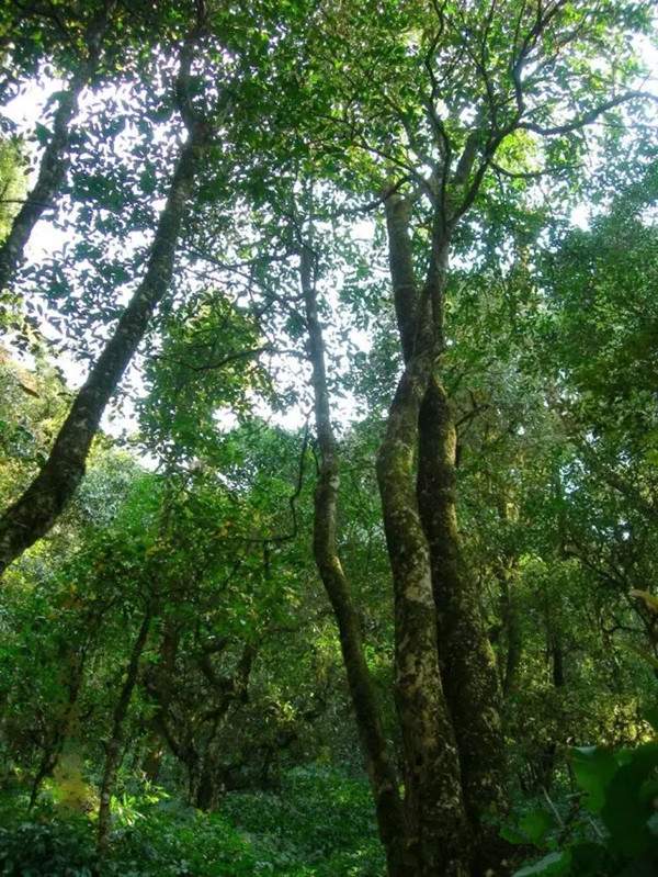 普洱茶树种与生长形态大全