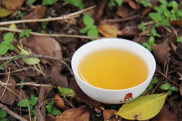 普洱古树春茶有什么特点？
