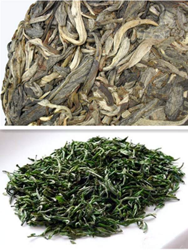 普洱生茶是否属于绿茶？