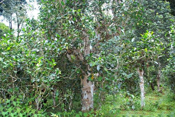 茶树生长环境大揭秘：普洱茶树的“四喜四怕”