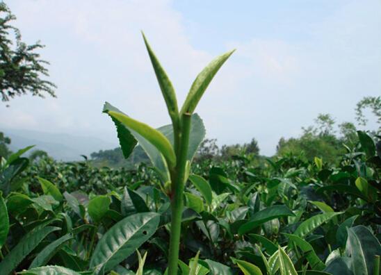 影响普洱茶品质的因素之气候