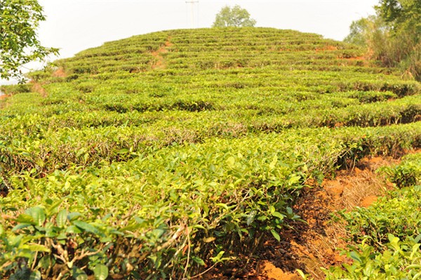 如何区分普洱古树茶和台地茶？