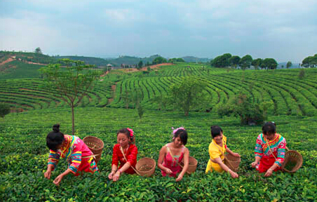 论茶农在普洱茶市场中的地位