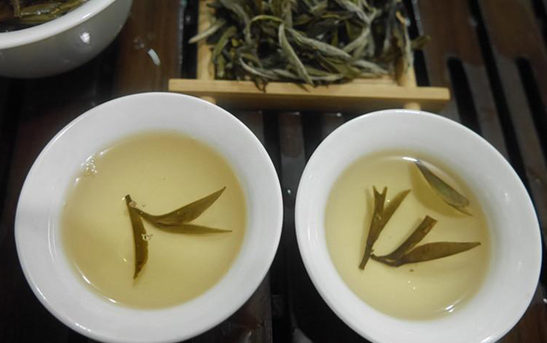 逛茶博会—教你选购普洱茶、白茶