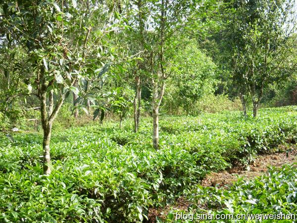 详解普洱茶树种的称谓、种植与进化