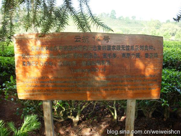 详解普洱茶树种的称谓、种植与进化