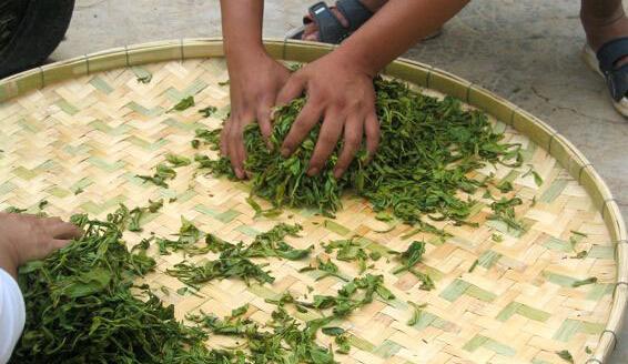 普洱茶传统揉捻工艺对茶质的影响