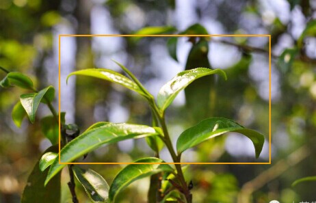 云南普洱茶采摘鲜叶的标准与时间