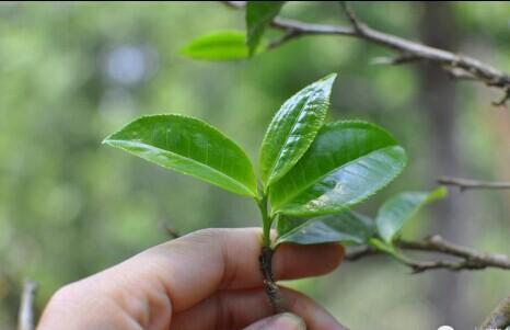 云南普洱茶采摘鲜叶的标准与时间