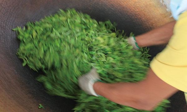 普洱茶制作之——传统人工杀青的优缺点