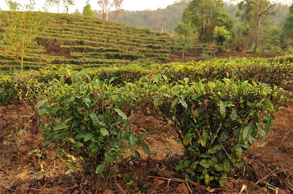 普洱茶的产量与价格