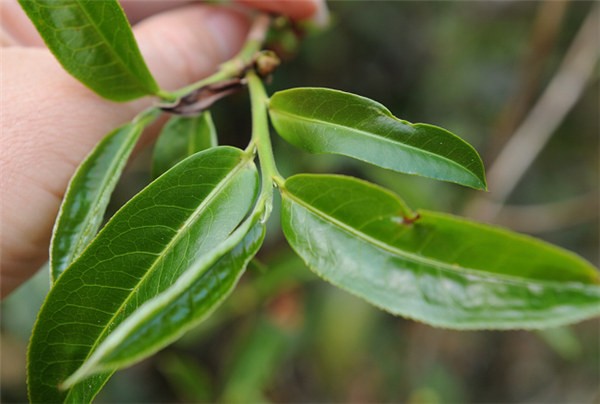 雨水对普洱茶产量的影响