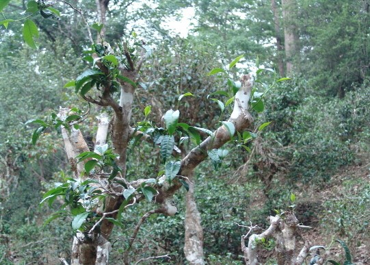 普洱古茶树的分类与未来茶树的研究与发展