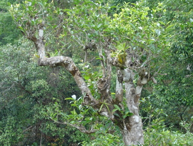 普洱古茶树的分类与未来茶树的研究与发展