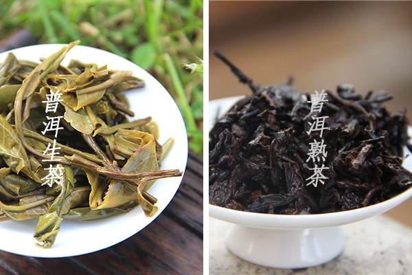 普洱生茶和普洱熟茶在本质上有哪些区别？