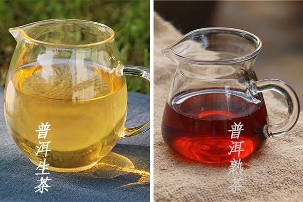普洱生茶和普洱熟茶在本质上有哪些区别？