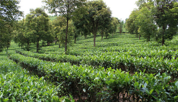 普洱茶古树、大树、台地茶的分类与区别