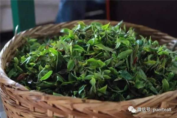最原生态的普洱茶秘境茶园勐宋那卡
