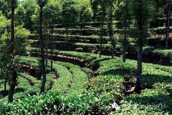打造庄园经济样板：全球第一个真正意义上的普洱茶庄园