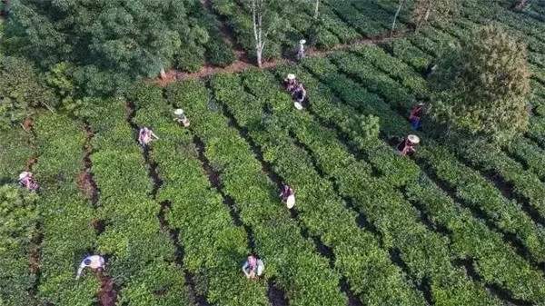 普洱市荣获全国十大魅力茶乡：茶产业实力显著增强