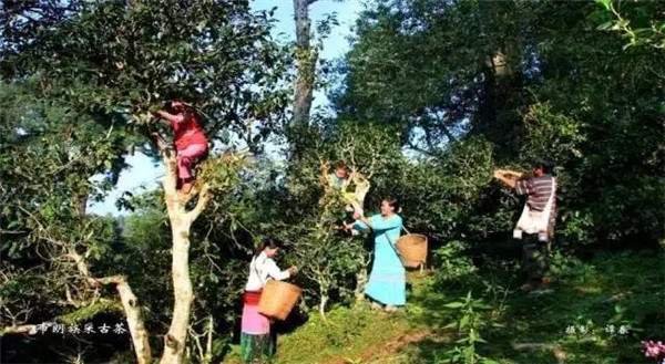 普洱两县入选2017年度全国十大魅力茶乡评选