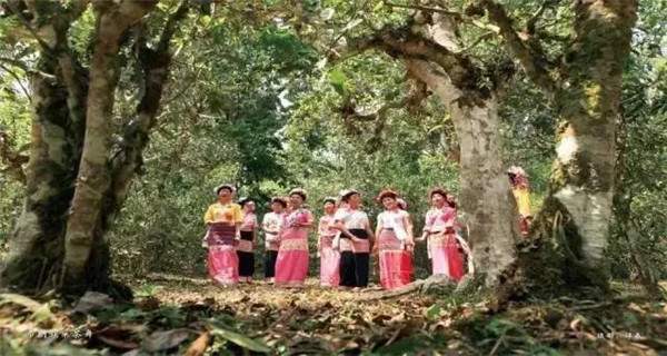 普洱两县入选2017年度全国十大魅力茶乡评选