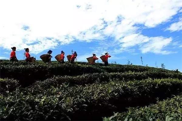 普洱三座茶园入选2017年度全国三十座最美茶园评选