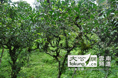 普洱景迈山：世界茶文明生态典范，茶树自然博物馆
