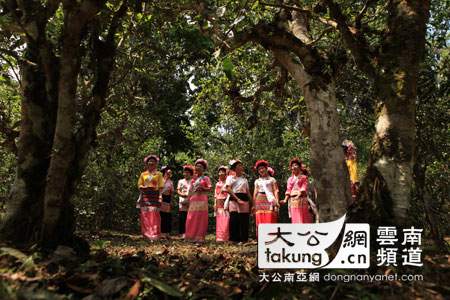 普洱景迈山：世界茶文明生态典范，茶树自然博物馆
