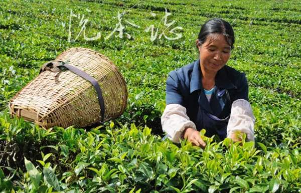 古树普洱，茶中的贵族⑦重建普洱茶生态系统