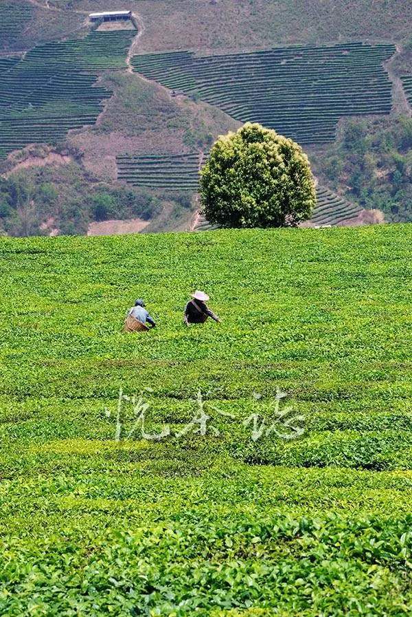 古树普洱，茶中的贵族⑦重建普洱茶生态系统