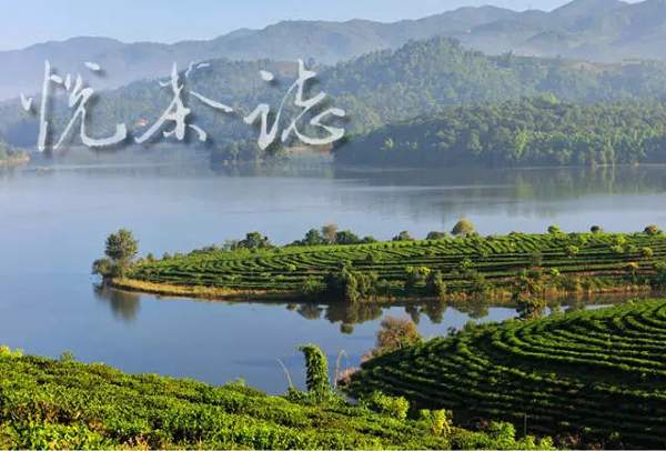 古树普洱，茶中的贵族⑥地理价值是普洱茶的最大资源优势
