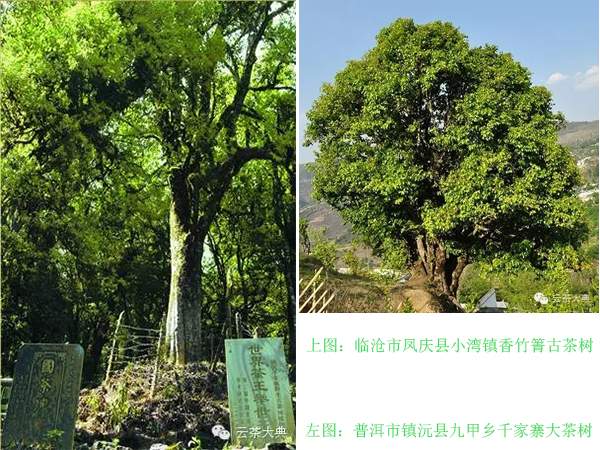 云南古茶树资源概况：普洱市古茶树资源分布（一）