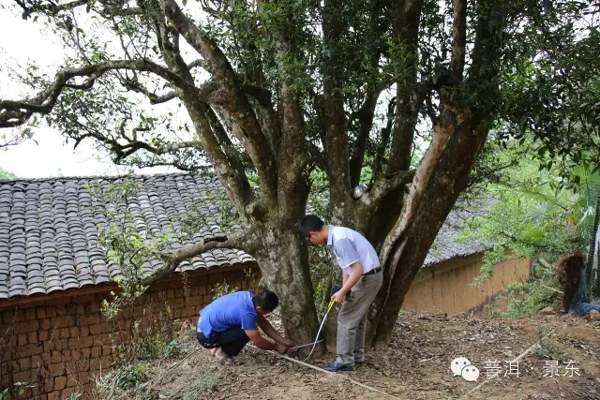 普洱景东花山一古茶树“养活”四家人，你见过没？