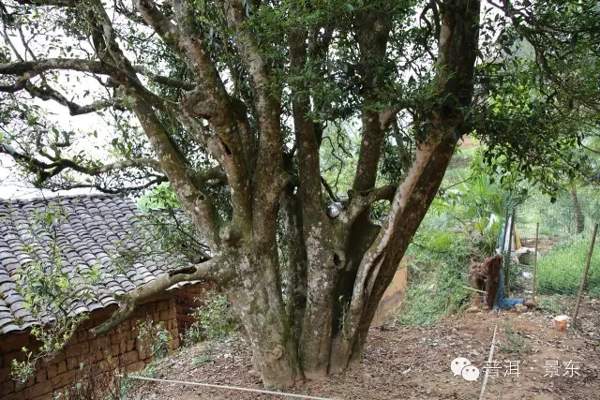 普洱景东花山一古茶树“养活”四家人，你见过没？