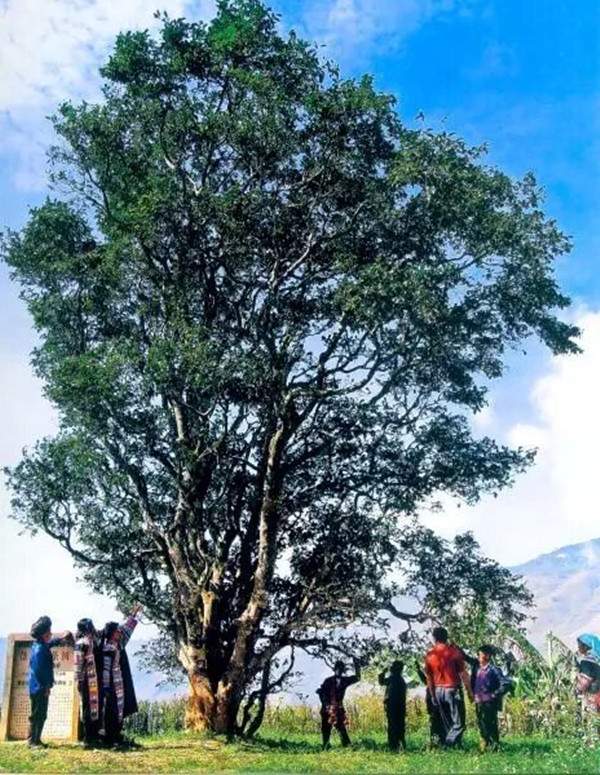 普洱古树茶产地：邦崴
