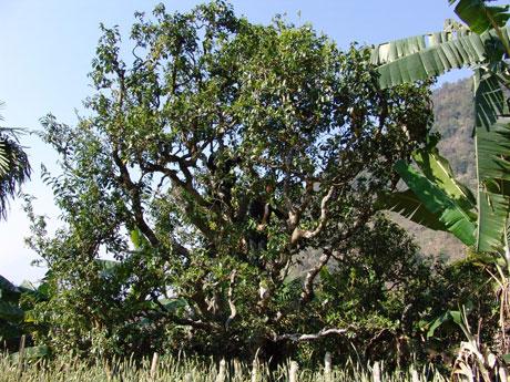 普洱最大的栽培型古茶树长这个样，惊呆了