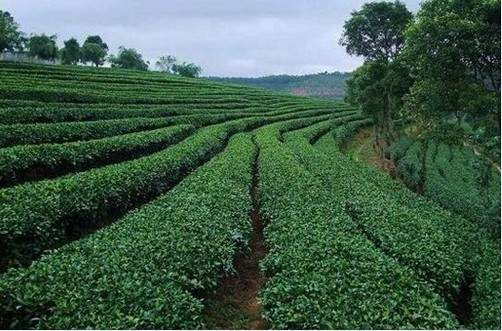 普洱茶陈化过程对环境有什么要求？