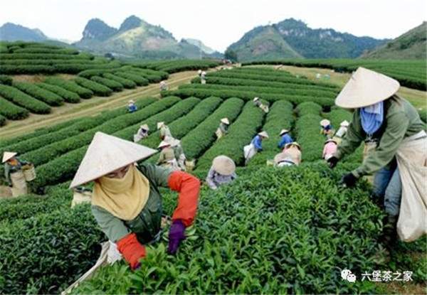 六堡茶：不得不说的越南料
