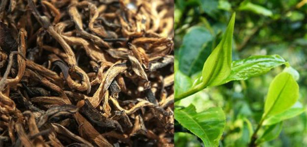 无数茶人们付出造就的茶叶品牌：滇红丨红碎茶