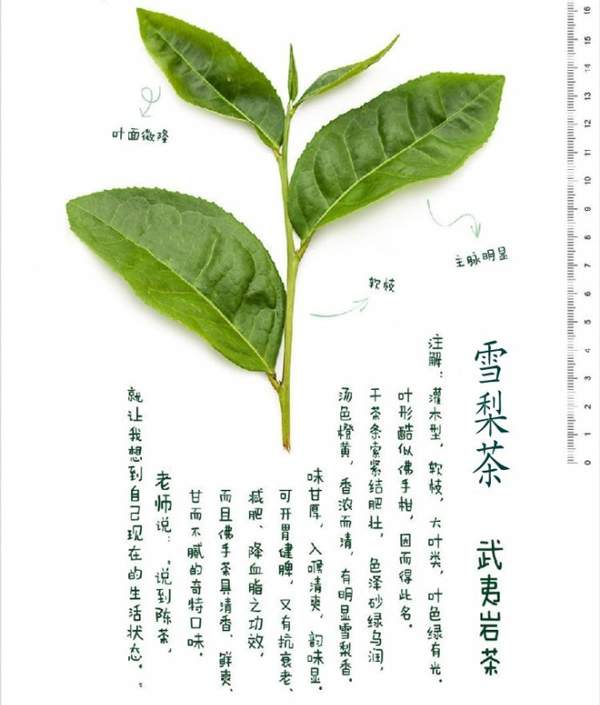 武夷岩茶名丛品种：雪梨茶