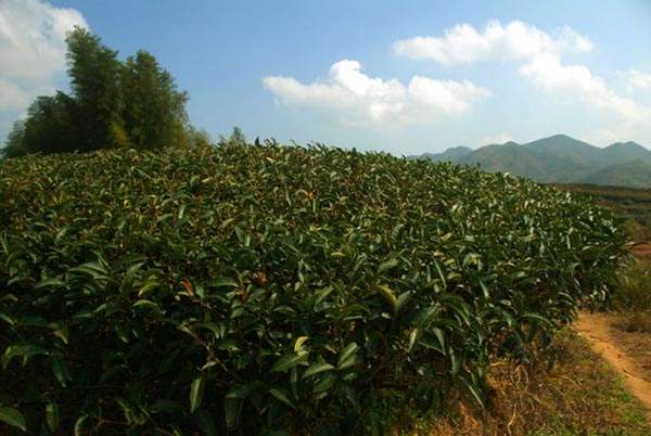 福建安溪梅占茶属于什么茶，品质特征怎么样？
