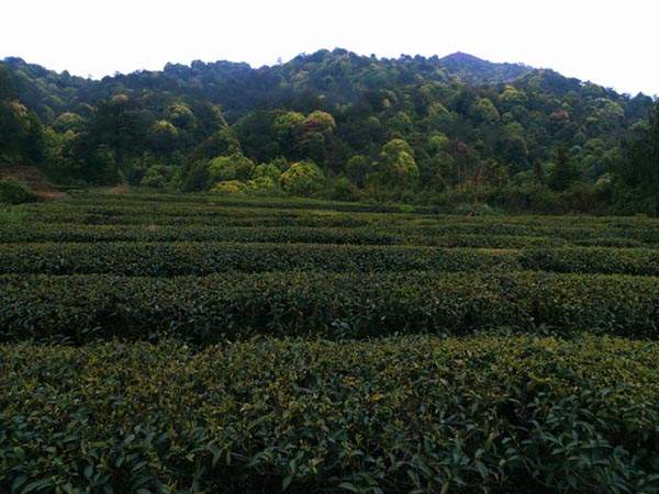 福建安溪梅占茶属于什么茶，品质特征怎么样？