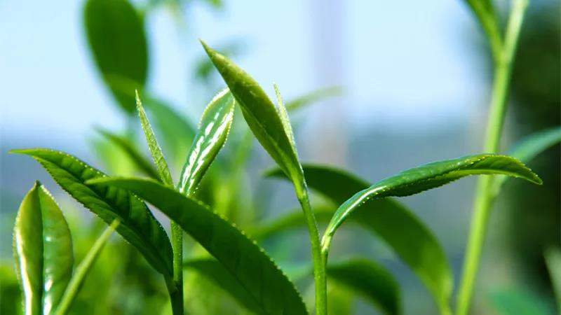 什么是武夷岩茶？它的工艺有哪些？