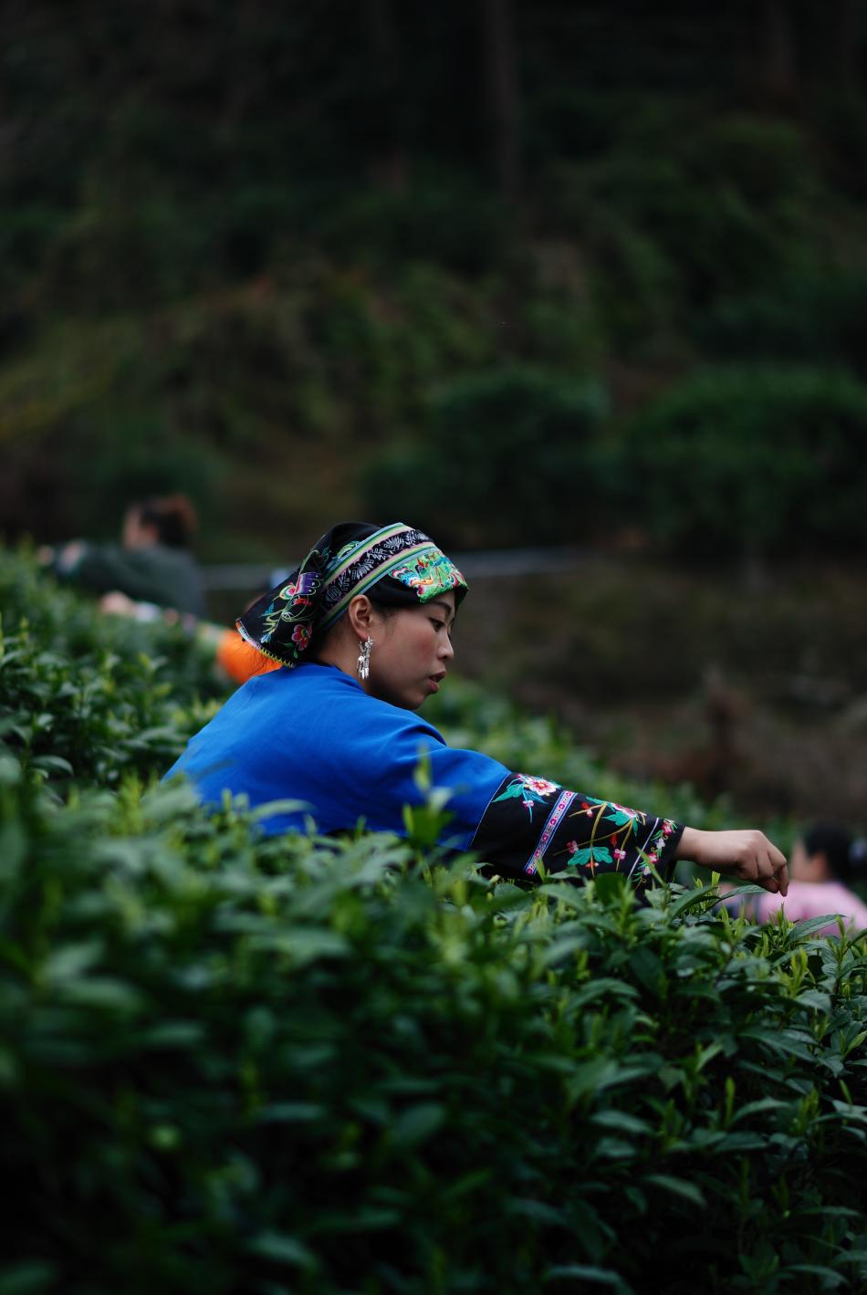 中国茶的起源及饮茶文化历史介绍