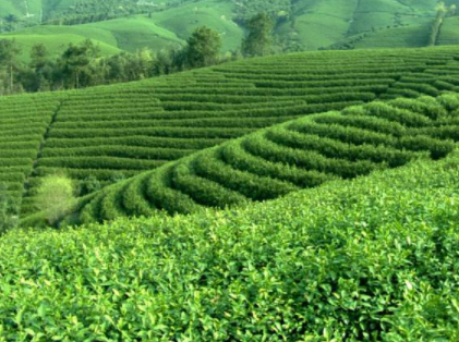 白茶树怎么养白茶主要包括哪些树种?