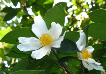 茶树花怎么养殖茶树花有哪些功效与作用呢？