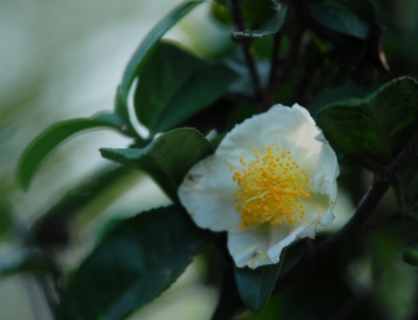 茶树花适合在室内养吗你会养茶树花吗？